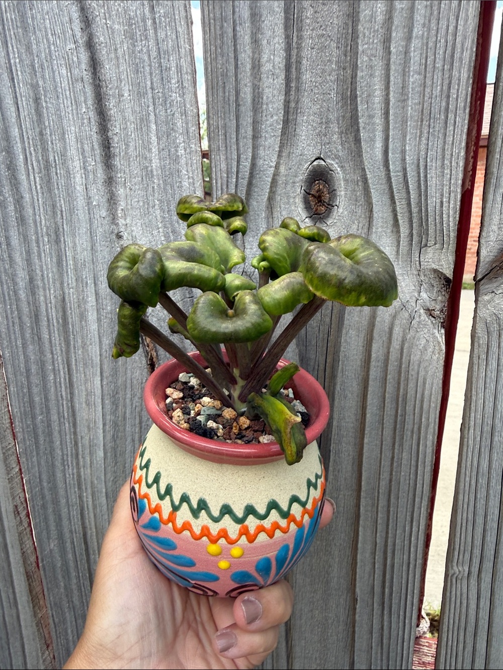 Extremely Rare & Exotic Live Succulent Plant in pot “Kalanchoe Angel Trumpet” - Picture 2 of 4